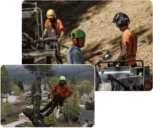 Nevada County expert tree service