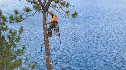 Acton Arboriculture