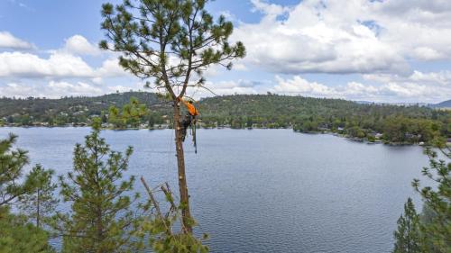 Acton Arboriculture