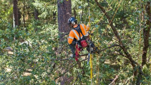 Acton Arboriculture